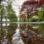 Tree reflections