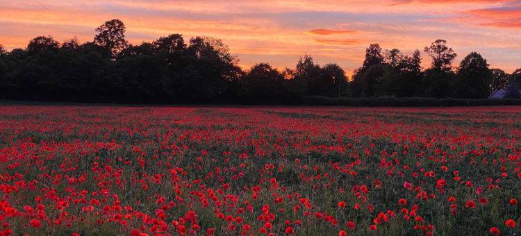 Poppy Field