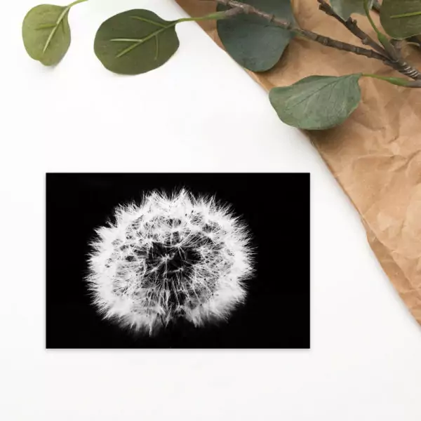 Dandelion Clock Postcard