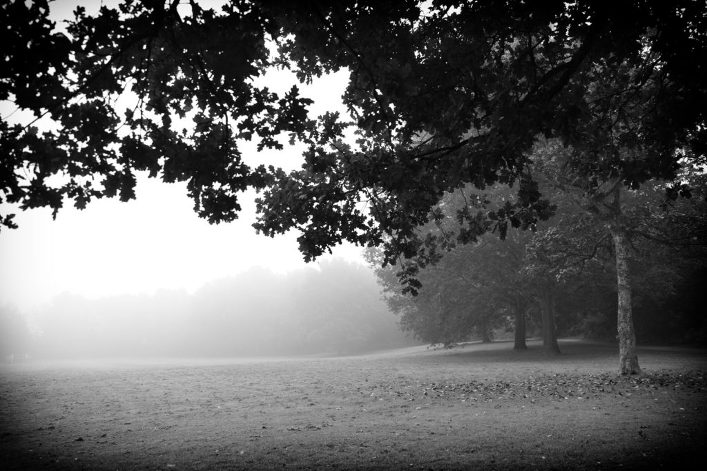 Fog in Knowle Park
