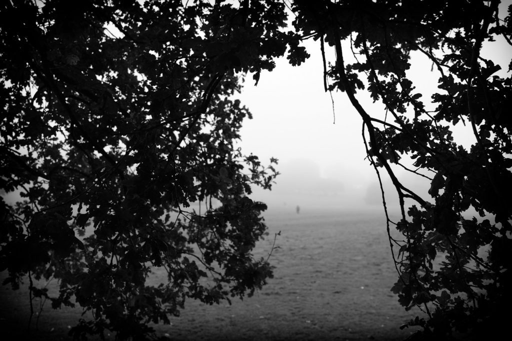 Fog in Knowle Park