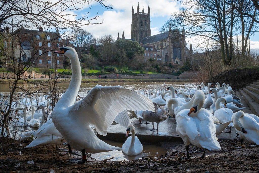 Swan Sanctuary, Worcester.