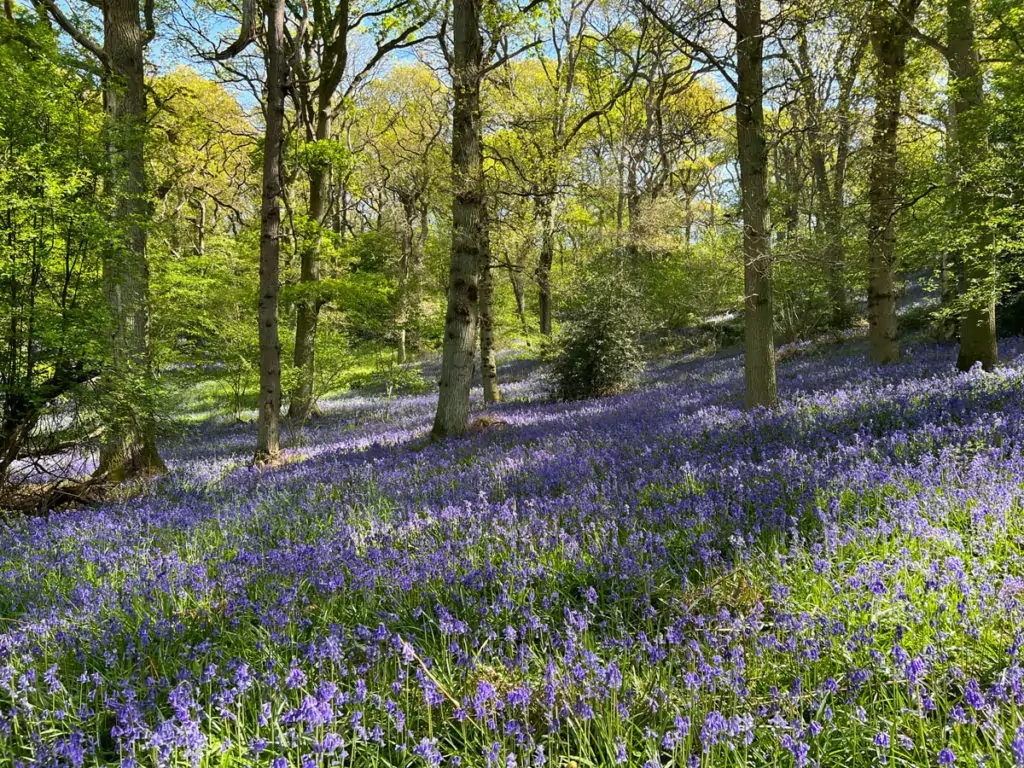 Bluebell walk at Great Alne Wood