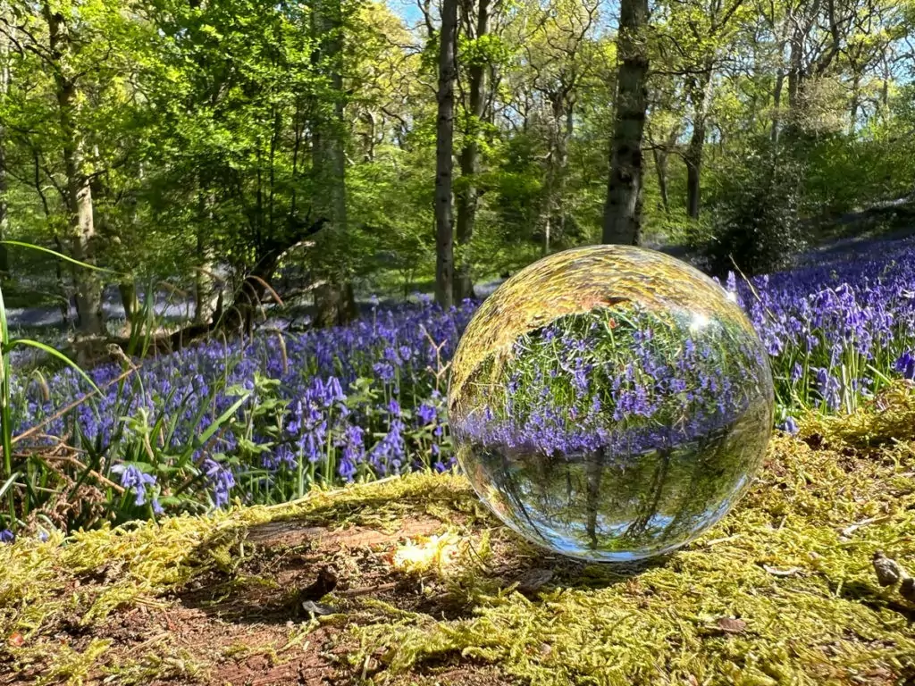 Bluebell walk at Great Alne Wood