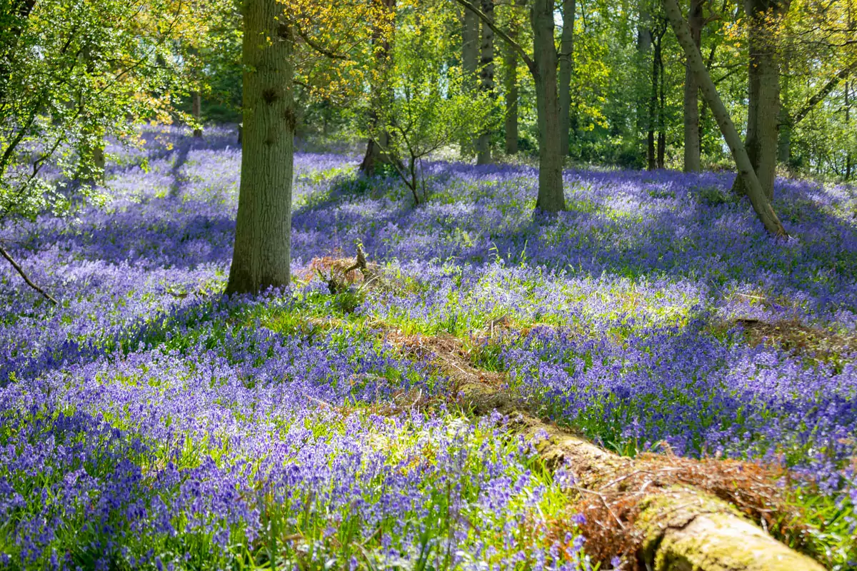 Bluebell walk at Great Alne Wood