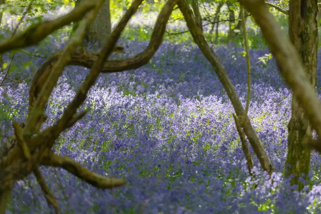 Bluebell walk at Great Alne Wood