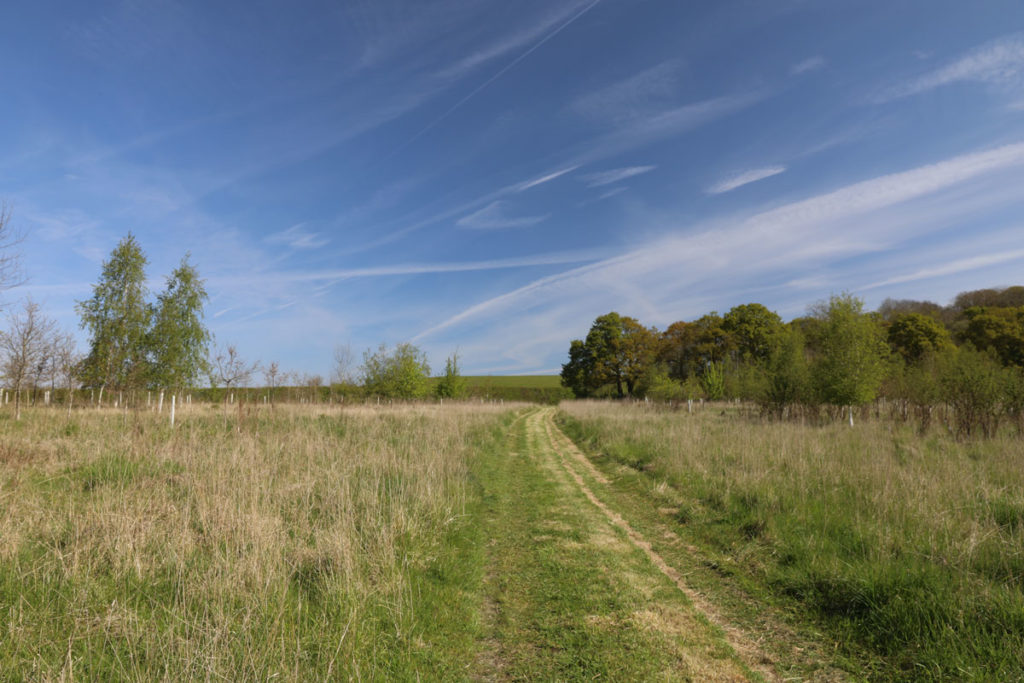 Bluebell walk at Great Alne Wood