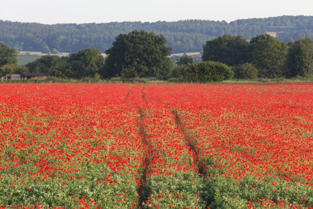 Poppy fields, Kidderminster, June 2022