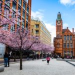 Cherry Blossom, Oozell's Square, Birmingham, March 2023
