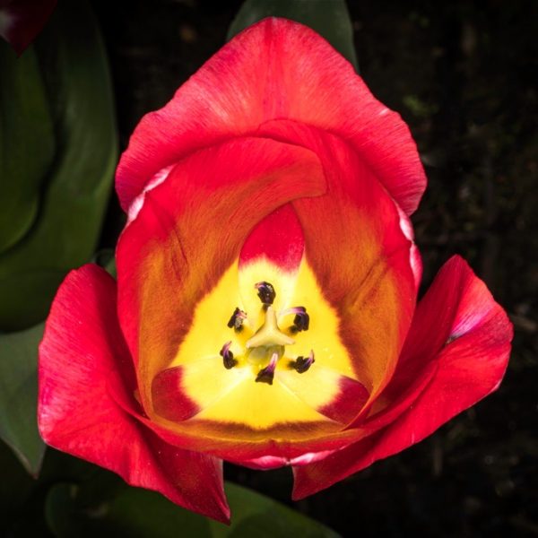 Flowers in the garden, April 2023