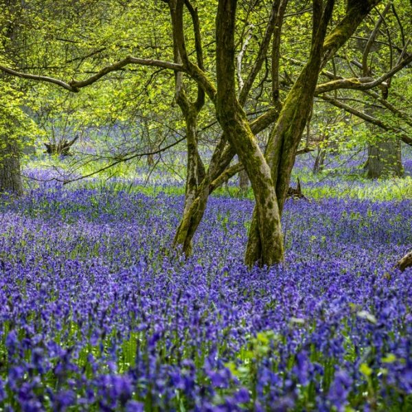 Bluebell Walk, Heart of England Forest, Great Alne. April 2023