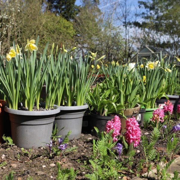 Martineau Gardens, Edgbaston, IgersbirminghamUK, April