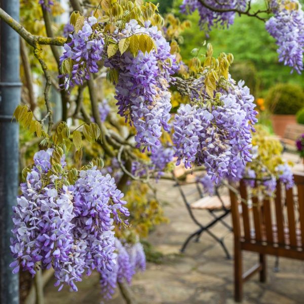 Winterbourne House and Gardens, The University of Birmingham, May 2023