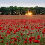 Poppy field, Bewdley, Worcestershire, 2023