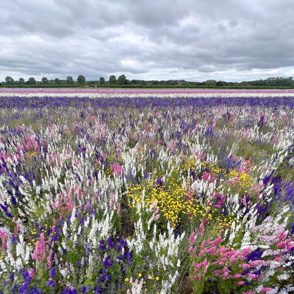 Visit to Confetti fields and Pershore, 2023