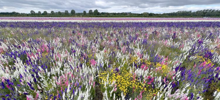 Visit to Confetti fields and Pershore, 2023