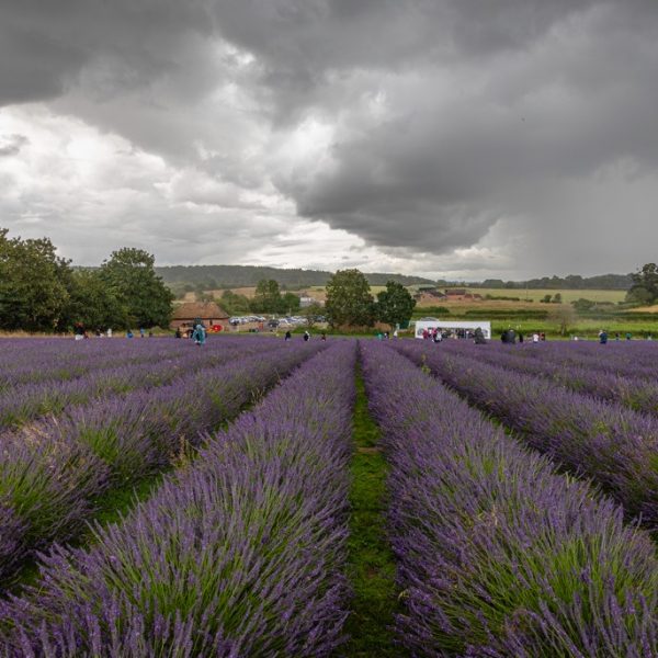 Warwickshire Lavender fields, Bubbenhall, Coventry, 2023
