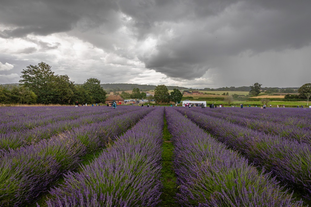 Warwickshire Lavender fields, Bubbenhall, Coventry, 2023