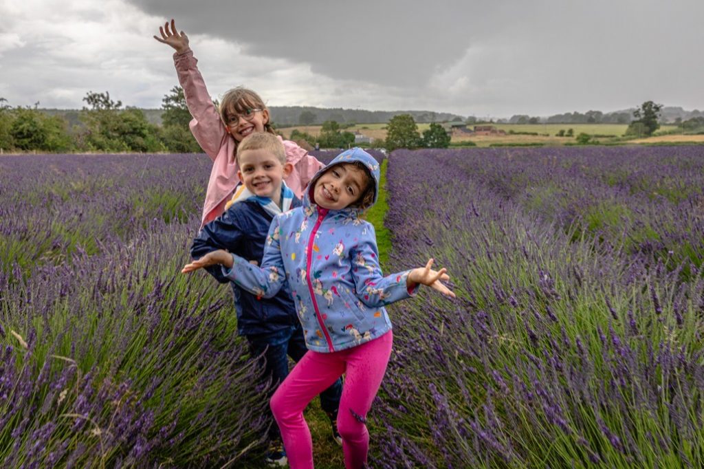 Warwickshire Lavender fields, Bubbenhall, Coventry, 2023
