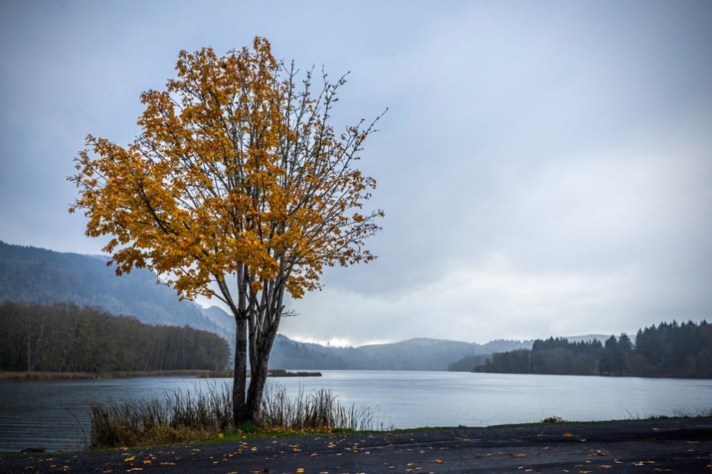 Swofford Pond next to Riffe Lake, Washington State, USA, Nov 2023