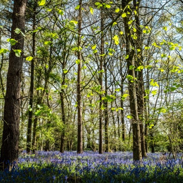 Bluebells, Hay Wood, Near Baddesley Clinton, April 2024