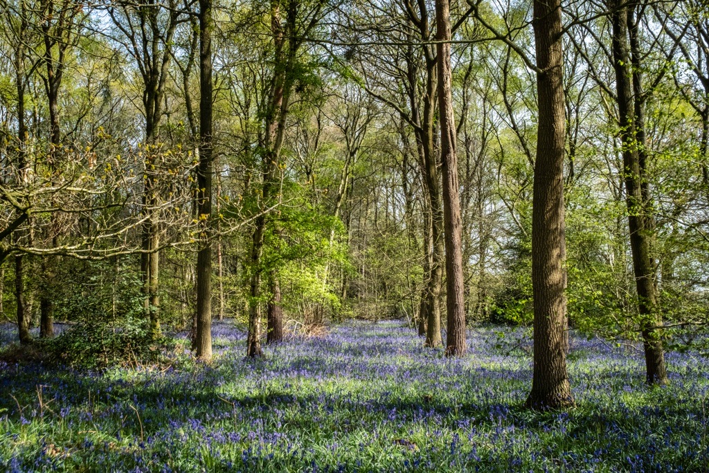 Bluebells, Hay Wood, Near Baddesley Clinton, April 2024