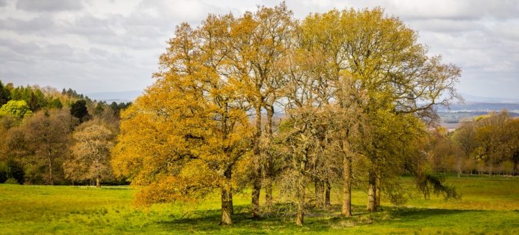 Woodland Photography, Hagley Park, Worcestershire, 2024