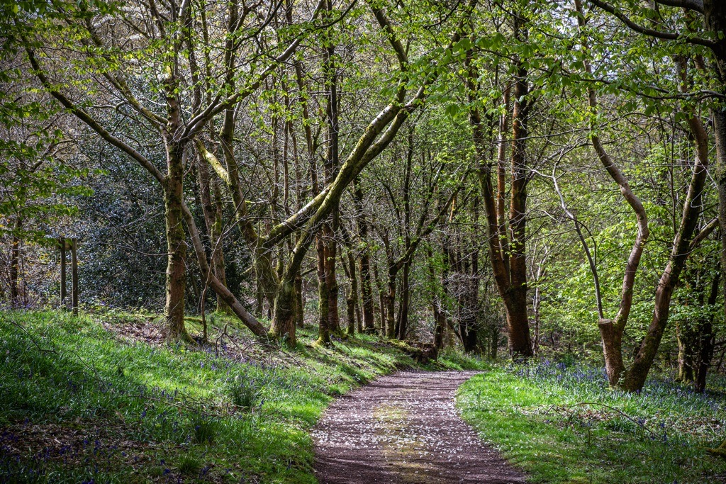 Woodland Photography, Hagley Park, Worcestershire, 2024