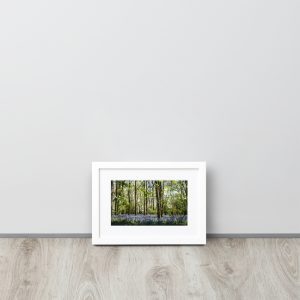 The bluebells of Hay Wood - Framed Poster