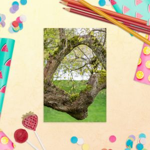 Window tree branches postcard