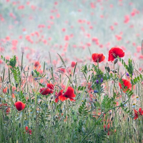 Poppy field, Kinver, June, 2024