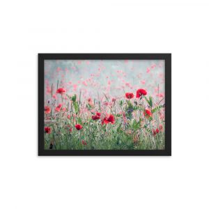 Poppies - Framed poster