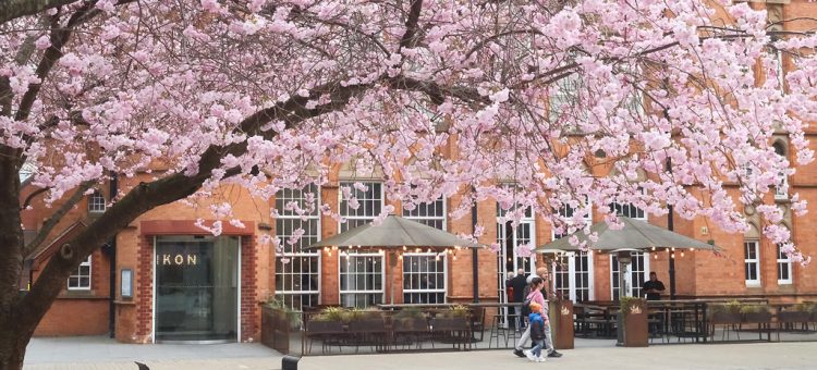 Blossom, Oozell's Square, March, 2025