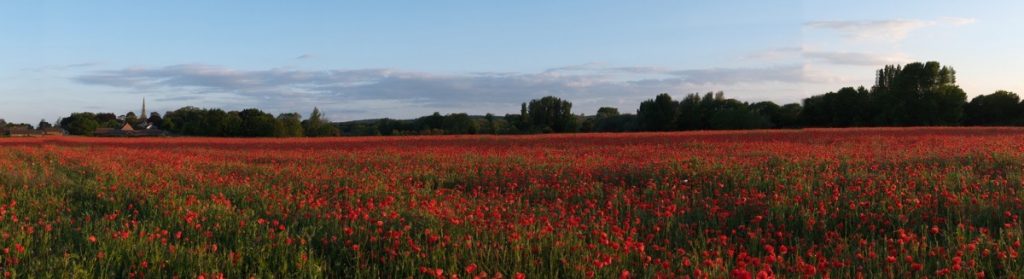 Poppy Field, Witherley, Atherstone, May 2025