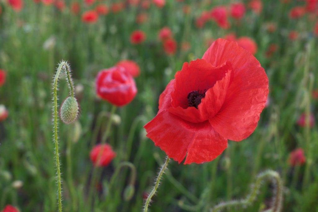 Poppy Field, Witherley, Atherstone, May 2025