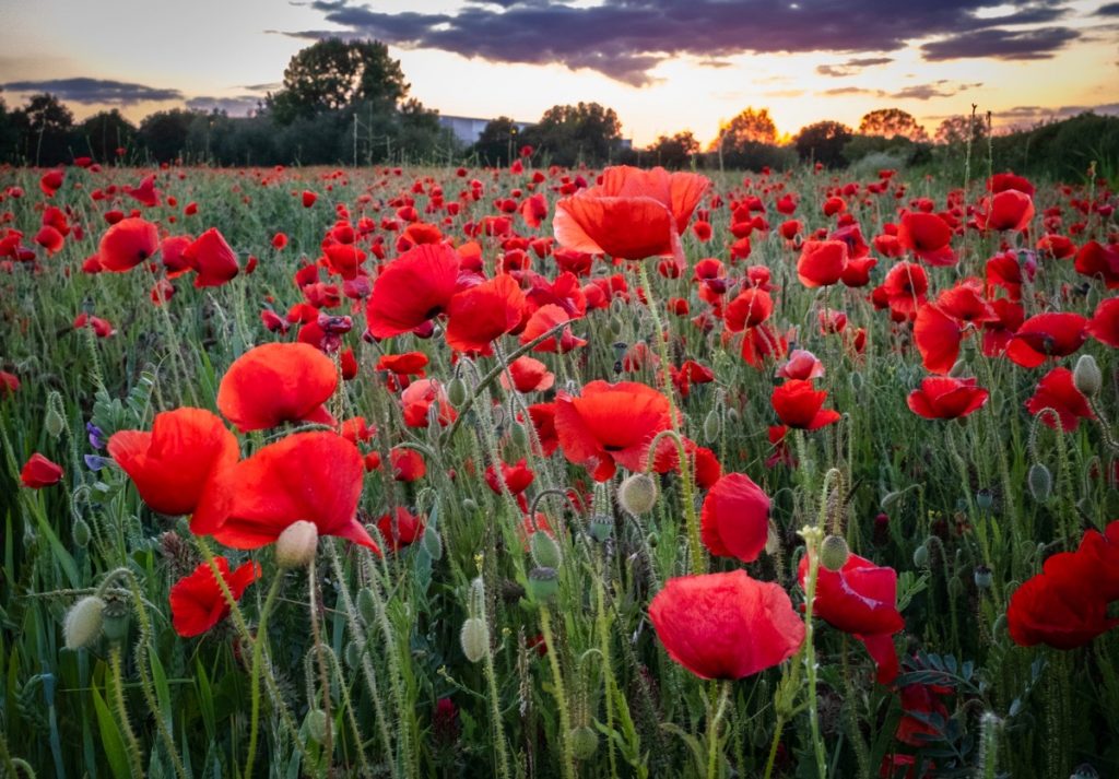 Poppy Field, Witherley, Atherstone, May 2025
