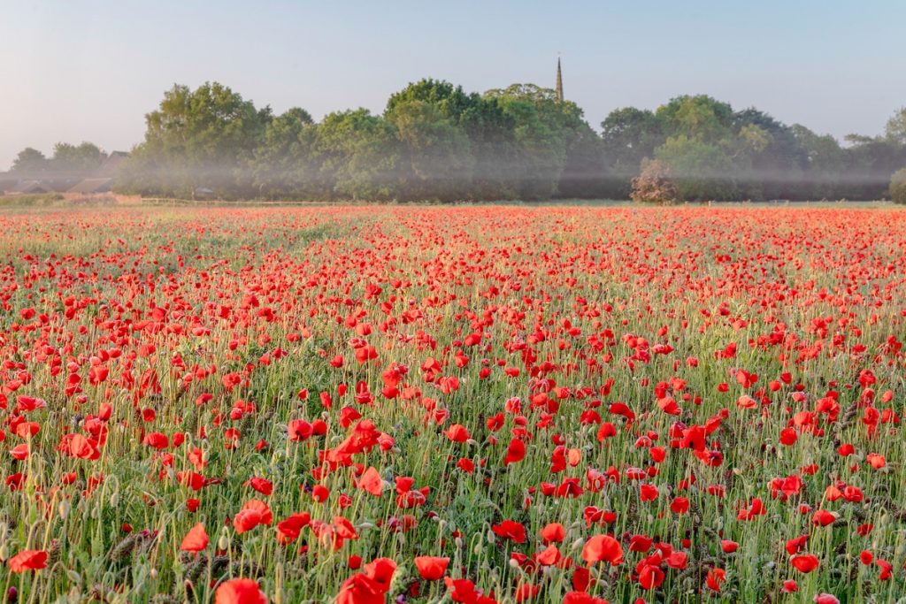 Poppy Field, Witherley, Atherstone, May 2025
