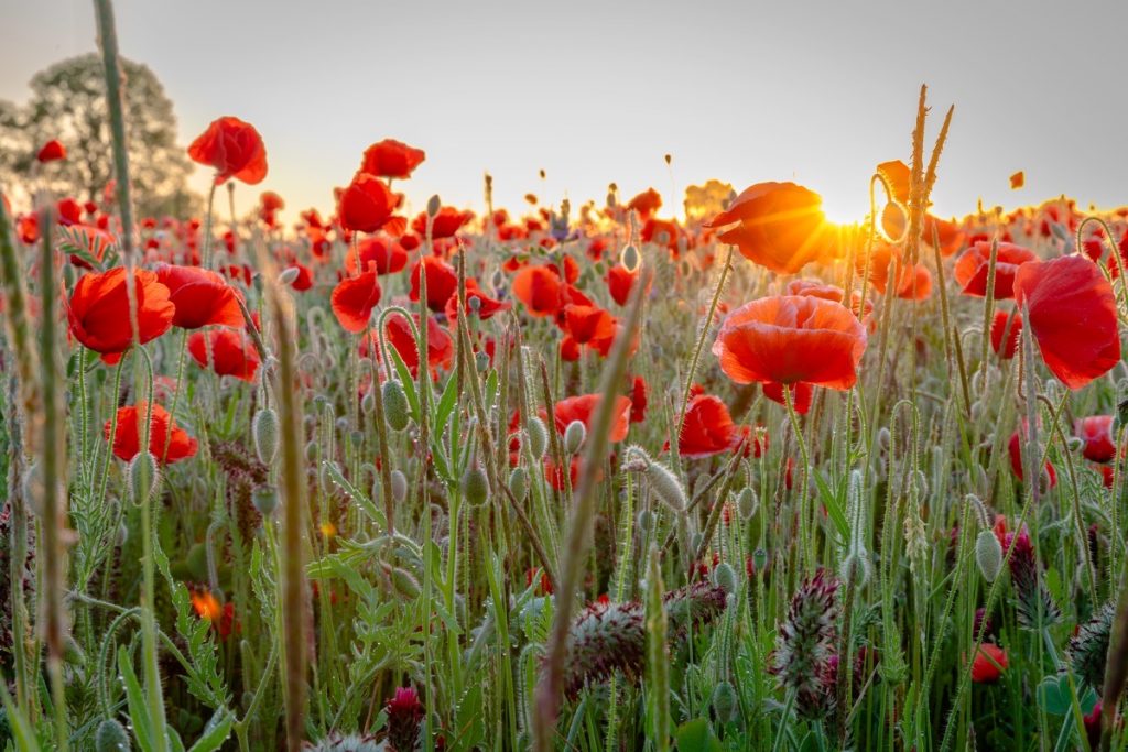 Poppy Field, Witherley, Atherstone, May 2025