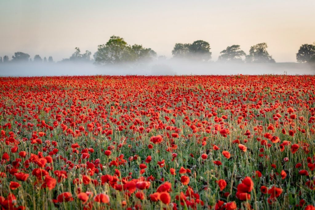 Poppy Field, Witherley, Atherstone, May 2025