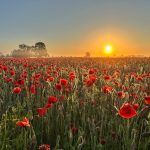 Poppy Field, Witherley, Atherstone, May 2025