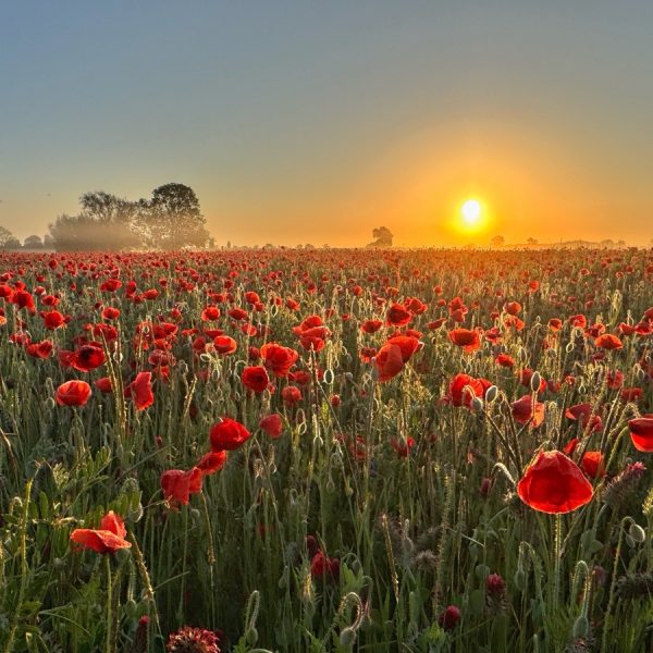 Poppy Field, Witherley, Atherstone, May 2025
