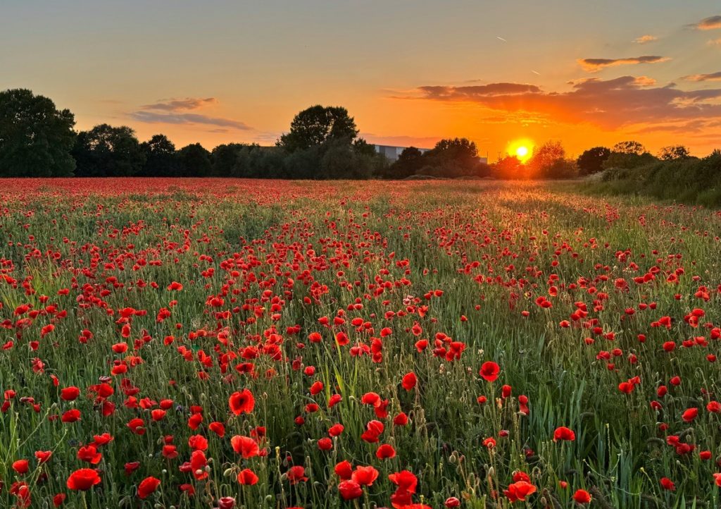 Poppy Field, Witherley, Atherstone, May 2025