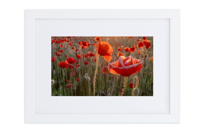 Poppies in the Light Framed Poster