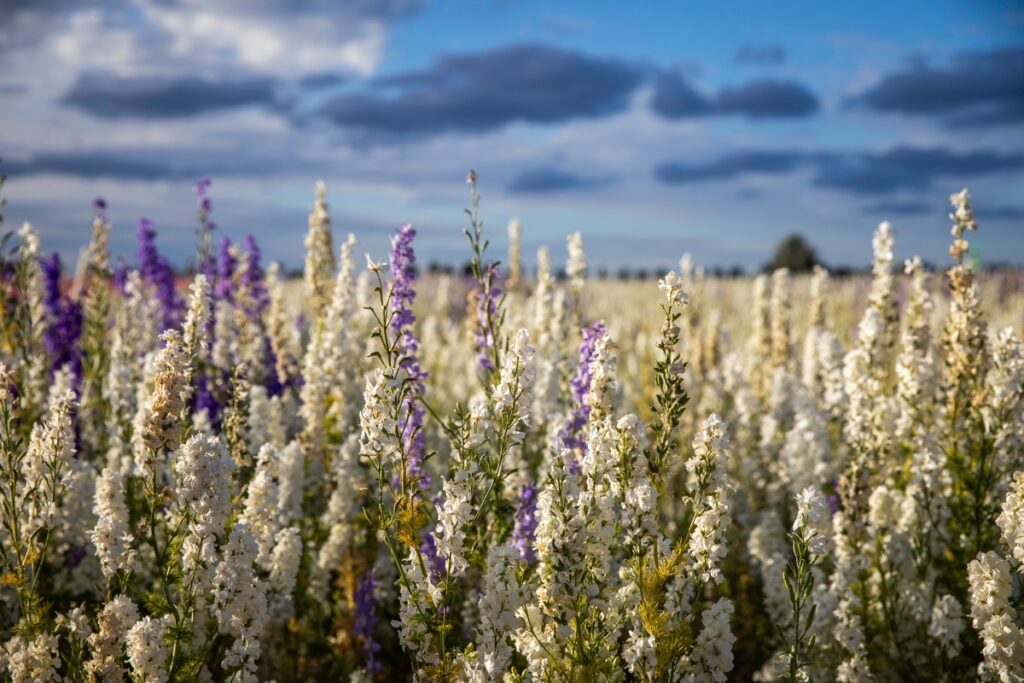 The Confetti Fields, Wick, Pershore, June 20225