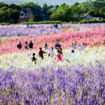 The Confetti Fields, Wick, Pershore, June 20225
