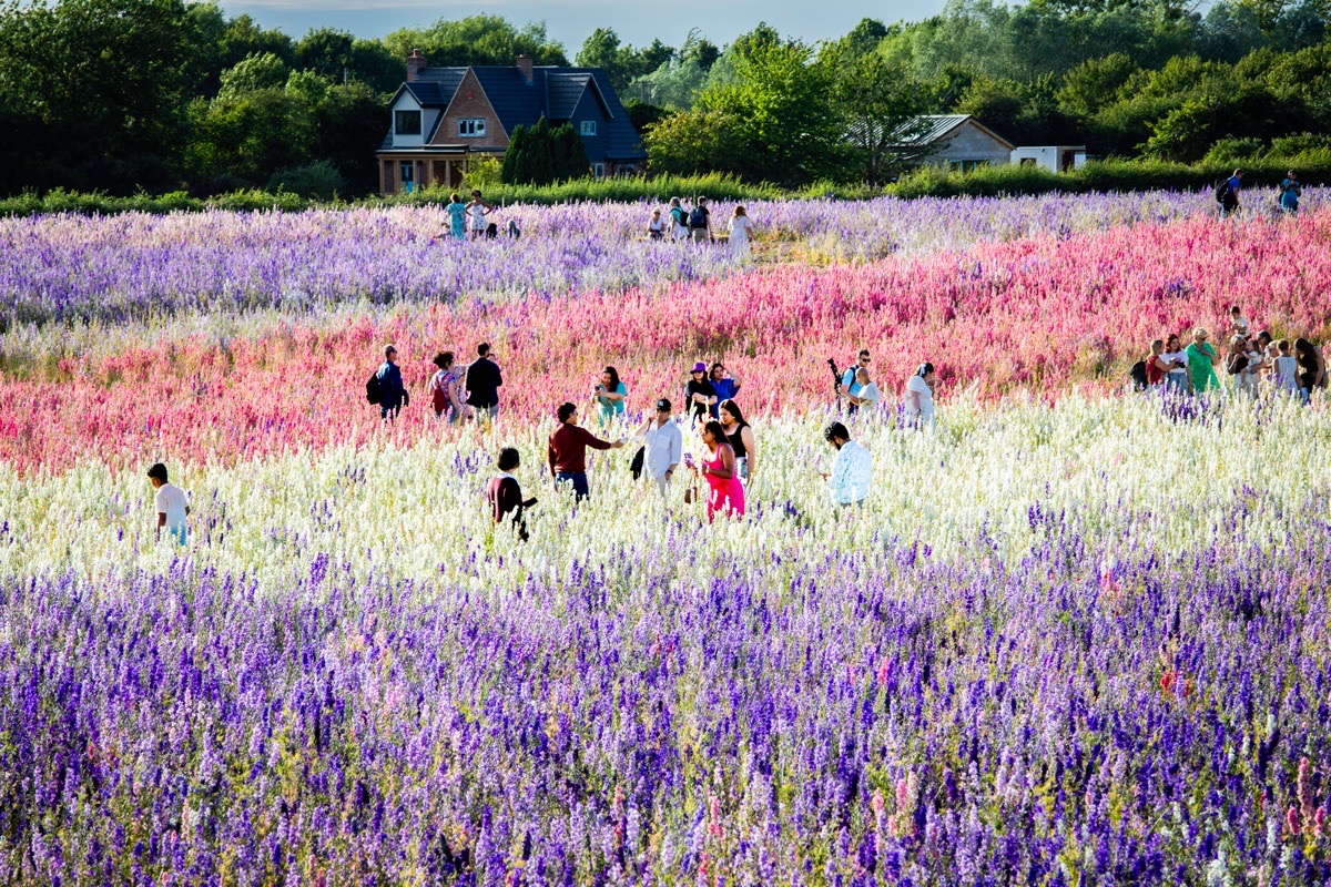 The Confetti Fields, Wick, Pershore, June 20225