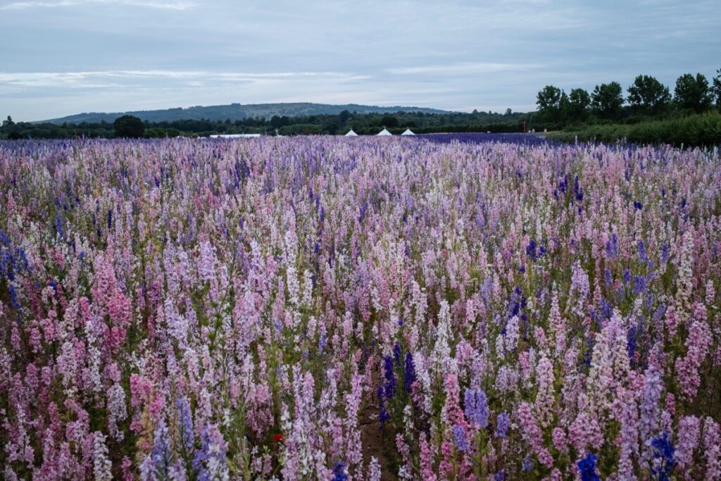 The Confetti Fields, Wick, Pershore, June 20225