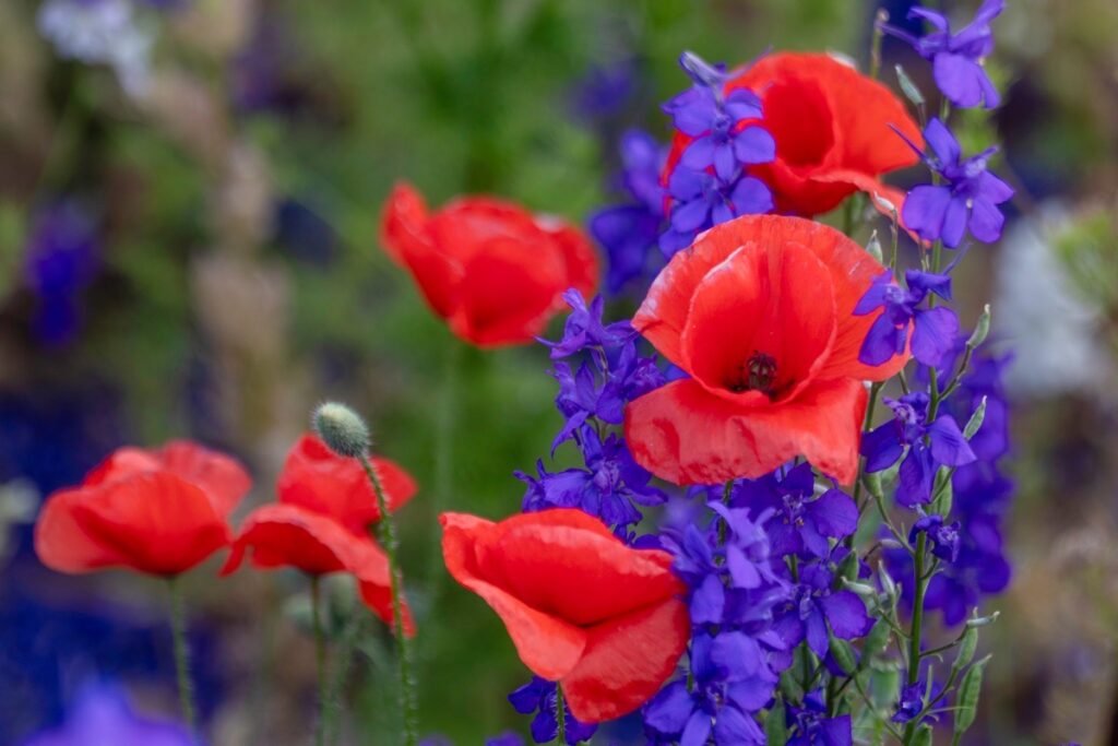 The Confetti Fields, Wick, Pershore, June 20225