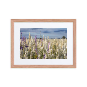 An Evening on the Confetti fields - Framed poster