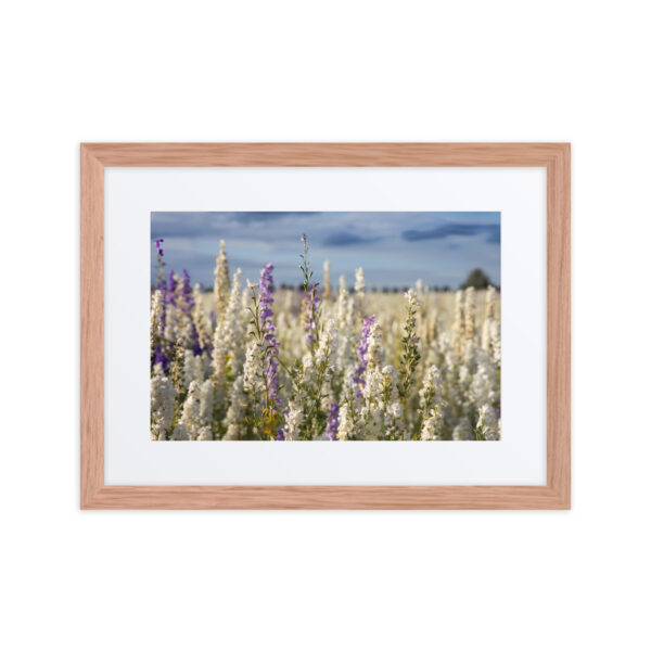 An Evening on the Confetti fields - Framed poster
